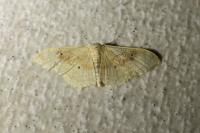 Idaea degeneraria