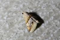 Eublemma parva