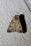 Agrotis exclamationis