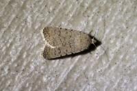 Caradrina clavipalpis