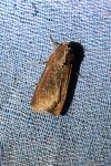 Peridroma saucia