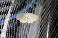 Cabera exanthemata