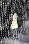 Spilosoma lubricipeda