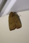Noctua interjecta