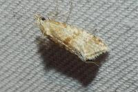 Cochylimorpha straminea