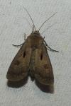 Agrotis exclamationis
