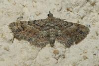 Gymnoscelis rufifasciata