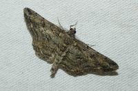 Peribatodes rhomboidaria