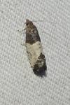 Spilonota ocellana