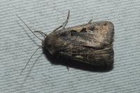 Xestia c-nigrum