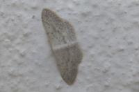 Idaea seriata