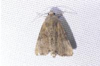 Mesoligia furuncula
