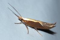 Ypsolopha dentella