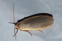 Collita griseola