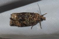 Celypha lacunana