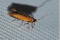 Coptotriche marginea