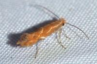 Phyllonorycter corylifoliella