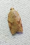 Acleris ferrugana/notana