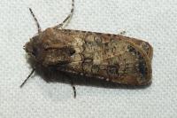 Agrotis segetum