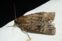 Amphipyra pyramidea