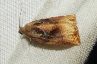 Archips podana