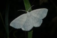 Cabera exanthemata