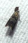 Strophedra nitidana