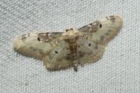 Idaea filicata