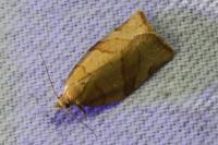 Pandemis cerasana