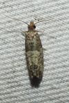 Spilonota ocellana