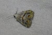 Eublemma candidana