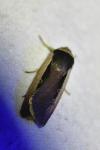 Ochropleura leucogaster