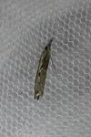 Platytes alpinella