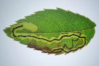 Stigmella anomalella