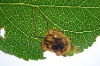 Stigmella plagicolella
