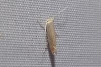 Phyllonorycter quercifoliella