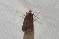 Homaloxestis briantiella