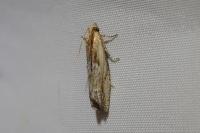 Eucosma cana