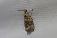 Celypha lacunana