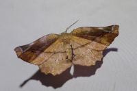 Apeira syringaria