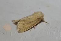 Denticucullus pygmina