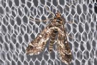 Diasemiopsis ramburialis