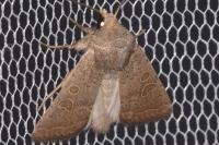 Hoplodrina ambigua