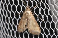 Cataclysta lemnata