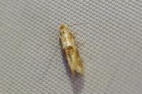Bucculatrix ulmella