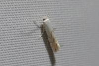 Phyllonorycter harrisella