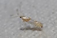 Phyllonorycter roboris
