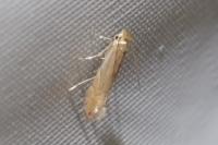 Phyllonorycter quercifoliella