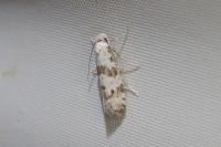 Scythropia crataegella