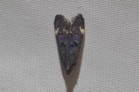 Dichomeris alacella
